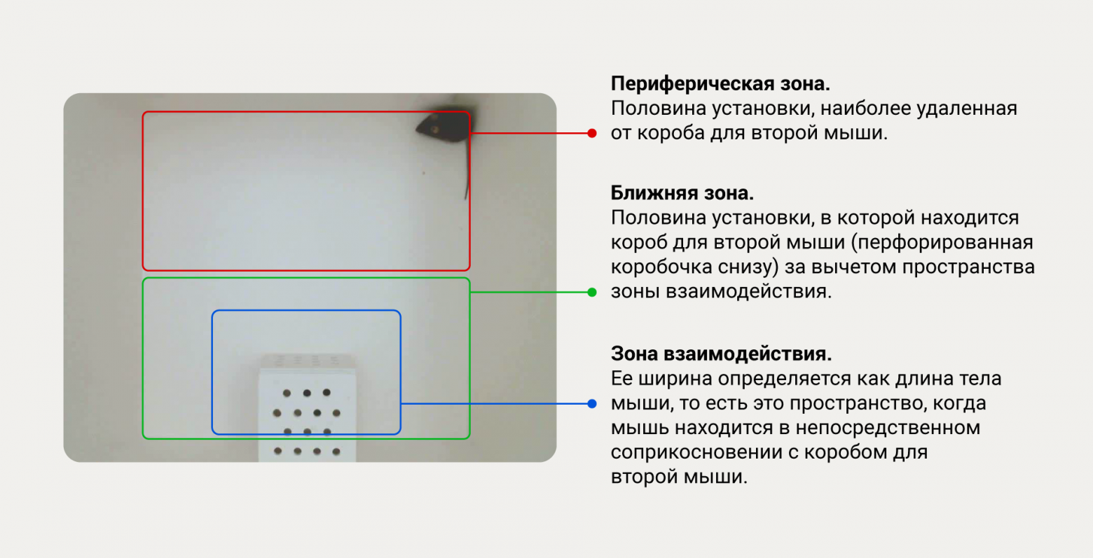 Компьютерное зрение против рутины: как мы ускорили анализ поведения лабораторных мышей - 4